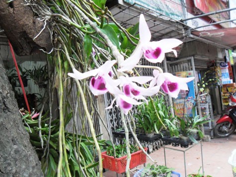 Hoa Phong lan khoe sắc